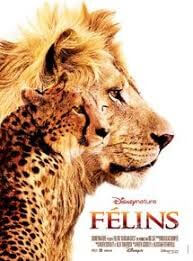 Félins - Click to enlarge picture.